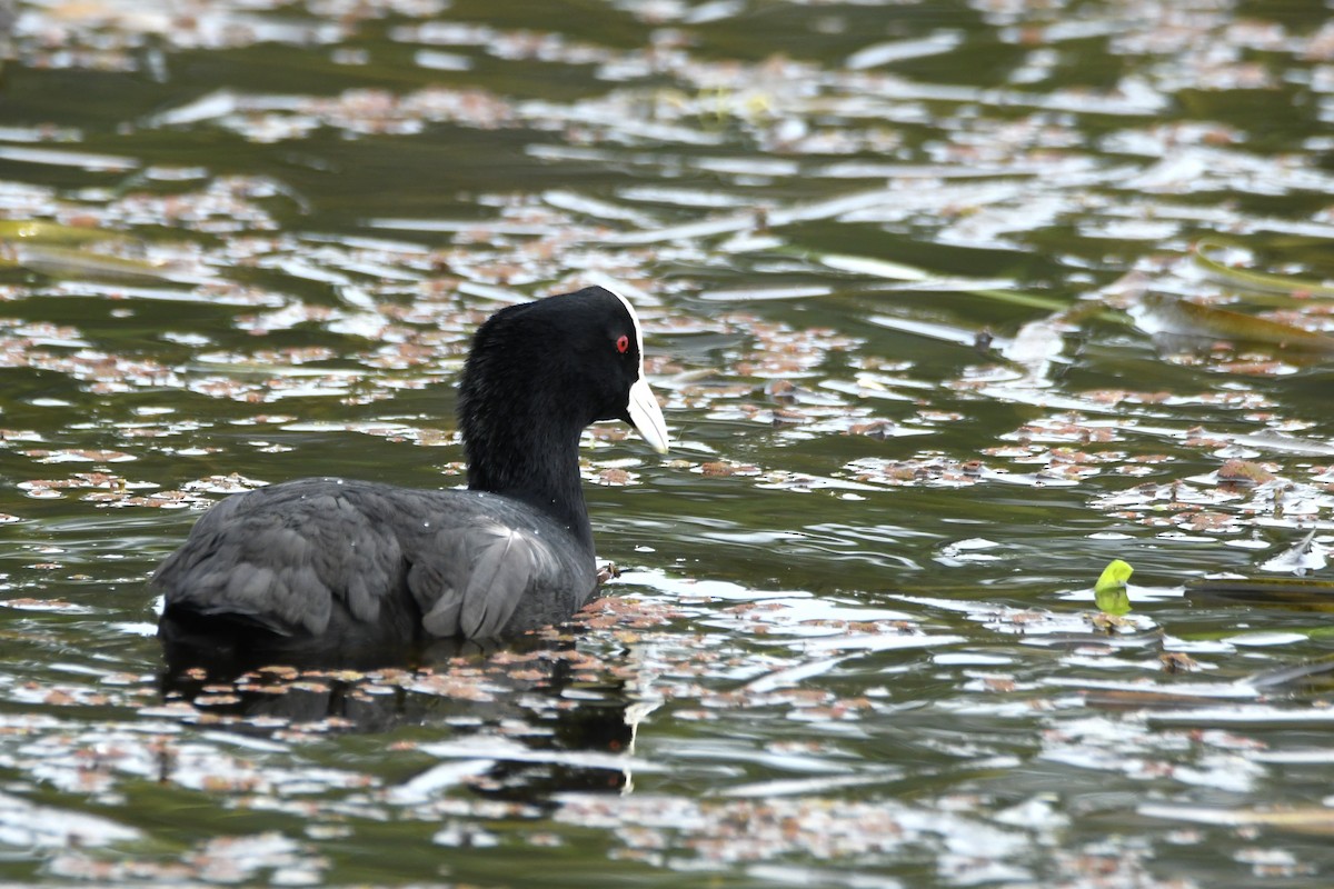 Лиска звичайна - ML654623431