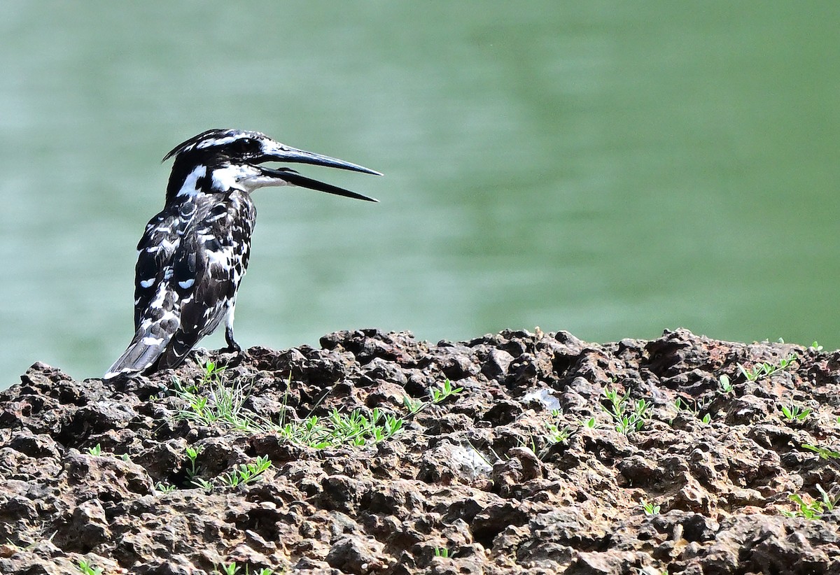 Рибалочка строкатий - ML654623432
