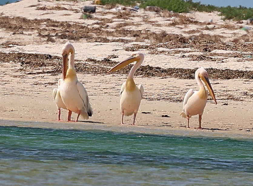 Пелікан рожевий - ML654623433
