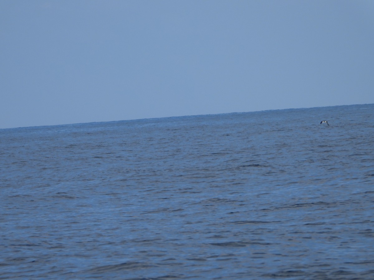 Буревісник каріамуріанський - ML654623435