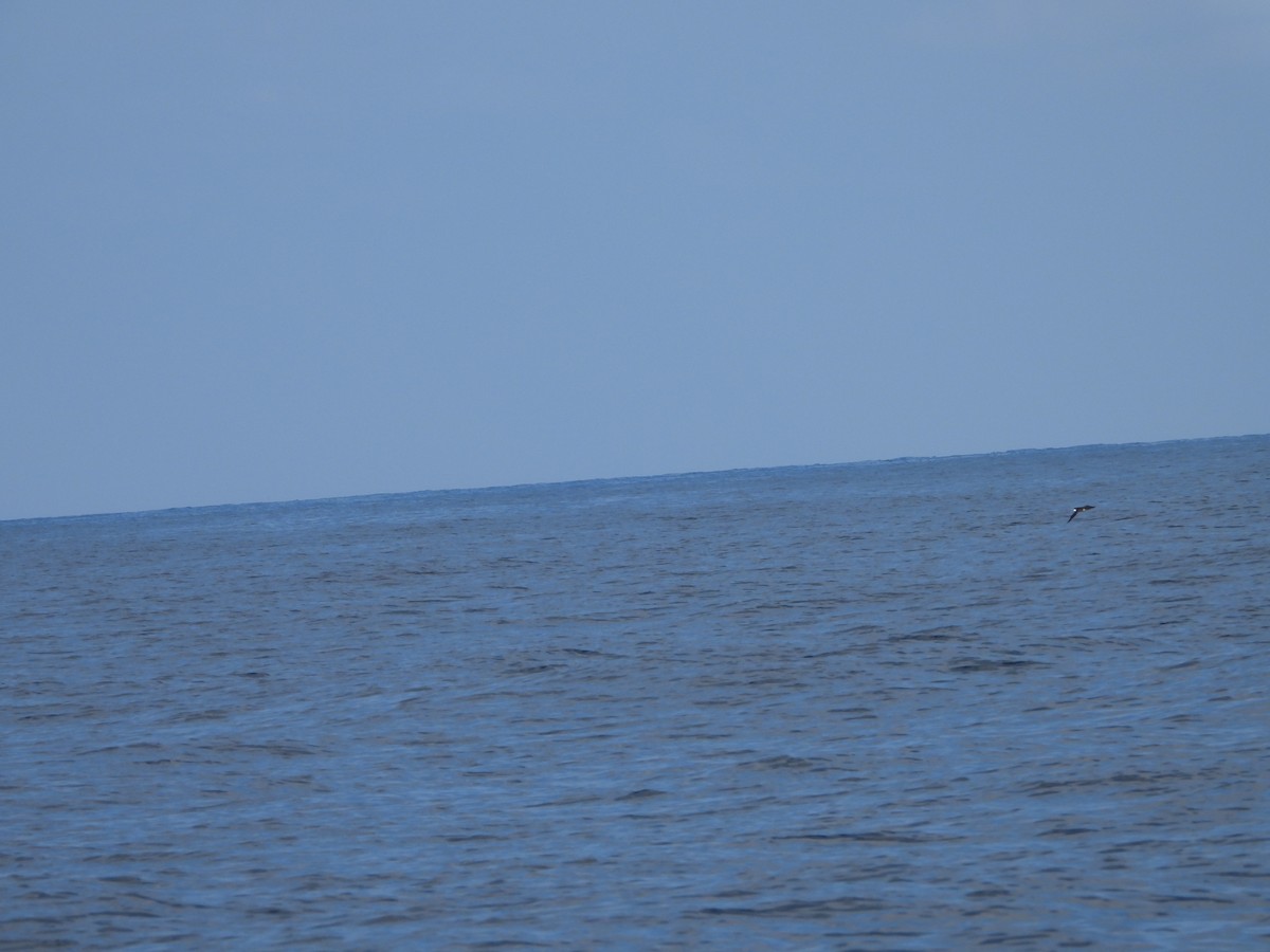 Буревісник каріамуріанський - ML654623436