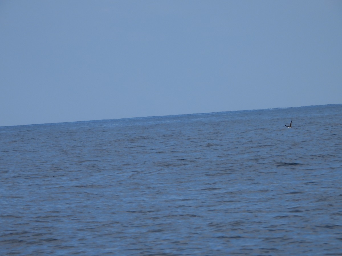 Буревісник каріамуріанський - ML654623437