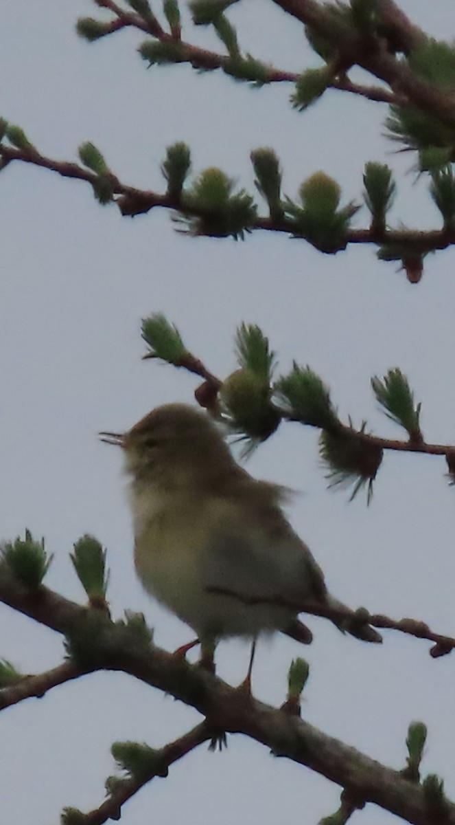 Вівчарик весняний - ML654623438