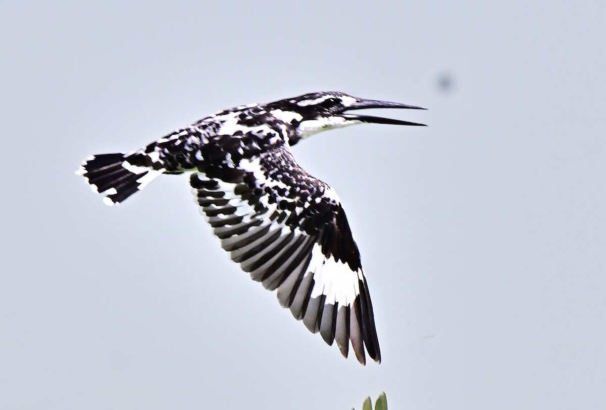 Рибалочка строкатий - ML654623440