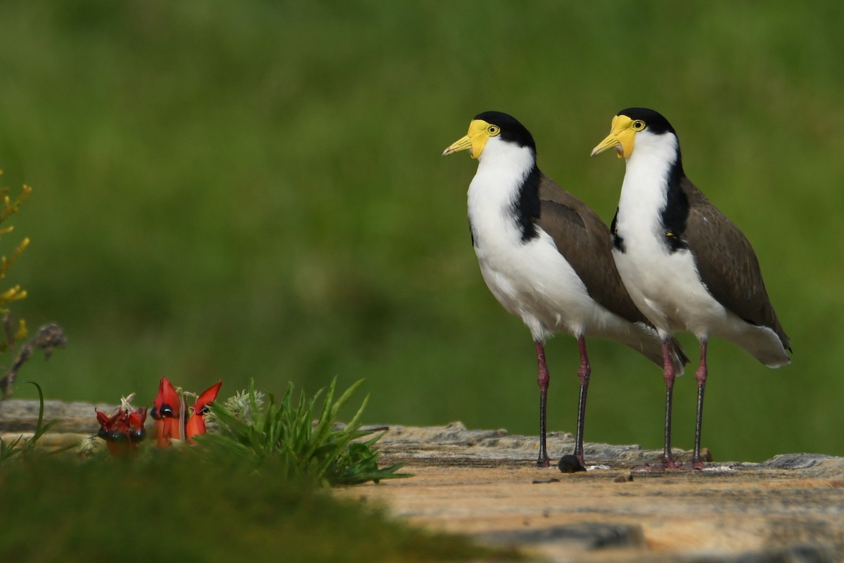 Чайка білошия - ML654623444