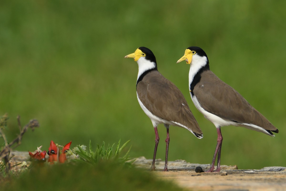 Чайка білошия - ML654623445