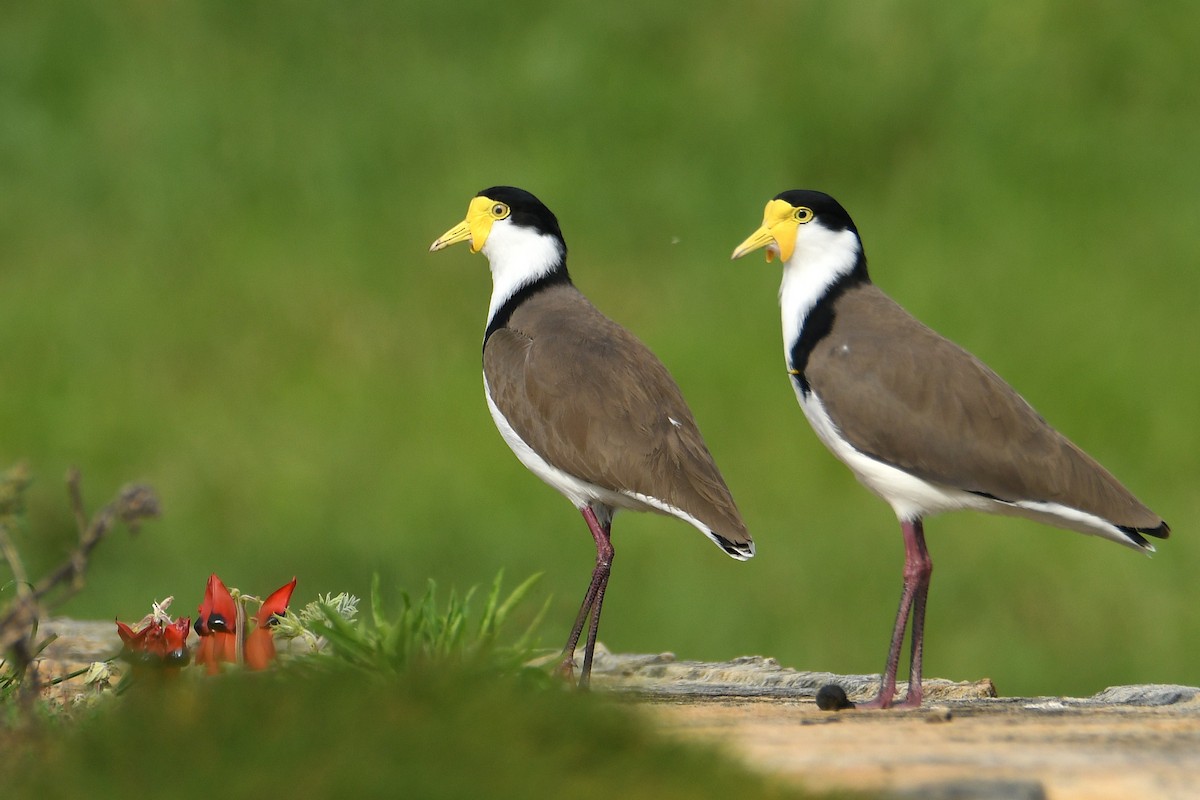 Чайка білошия - ML654623446