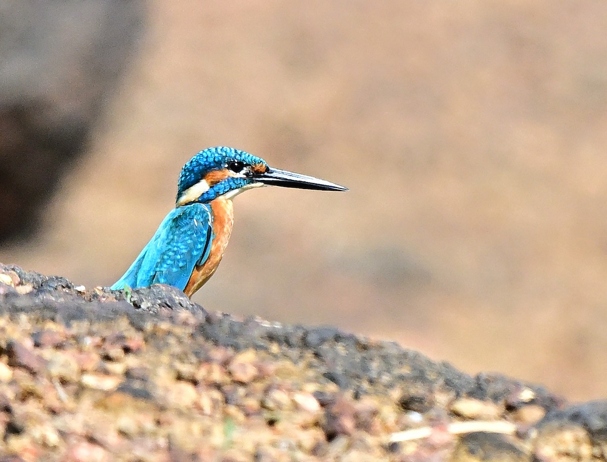 Рибалочка блакитний - ML654623449