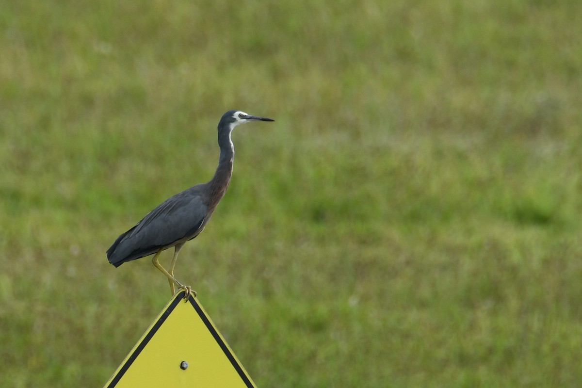 Чепура австралійська - ML654623450
