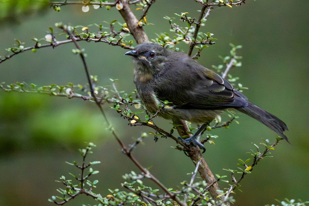 New Zealand Bellbird - ML654623491