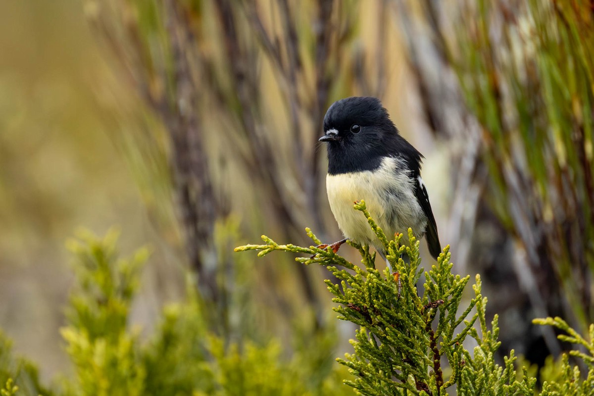 Tomtit - ML654623495