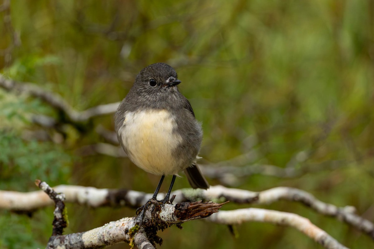 South Island Robin - ML654623504