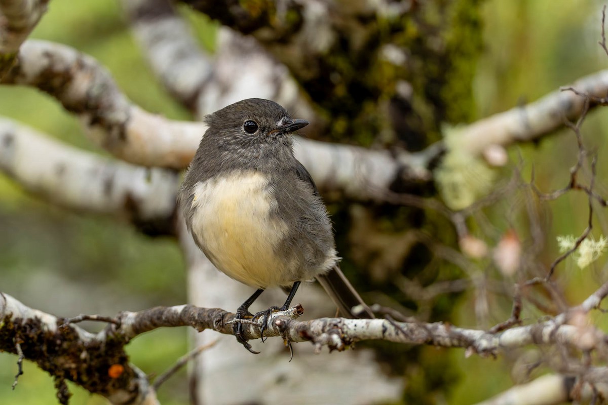 South Island Robin - ML654623505