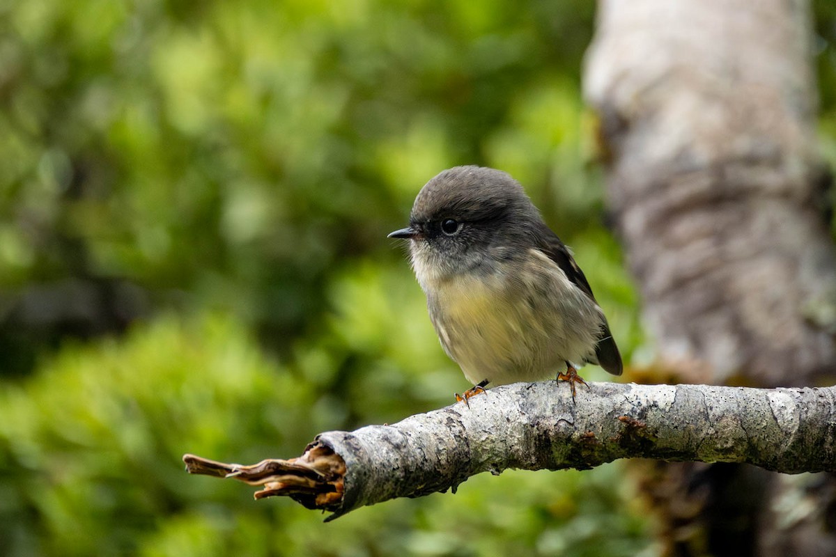 South Island Robin - ML654623506