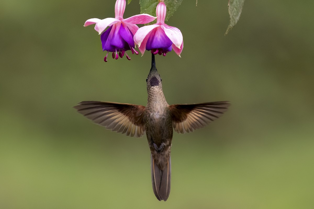 Brillante Pechigamuza - ML654623678