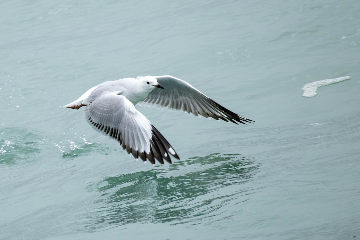 ギンカモメ - ML654623859