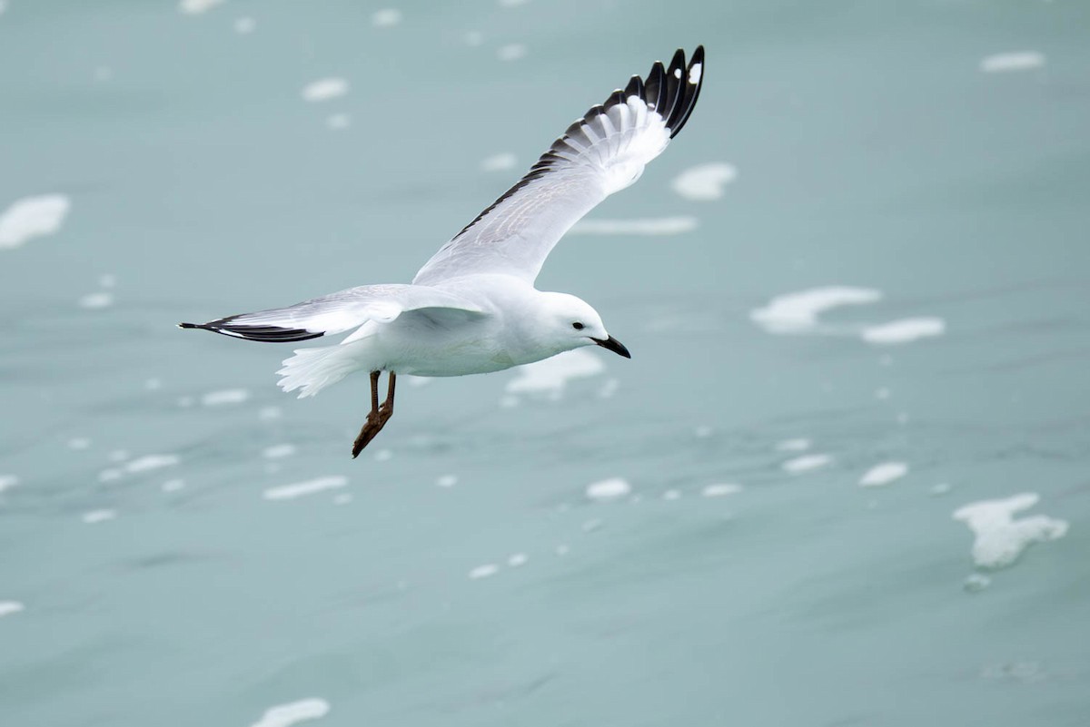 ギンカモメ - ML654623860