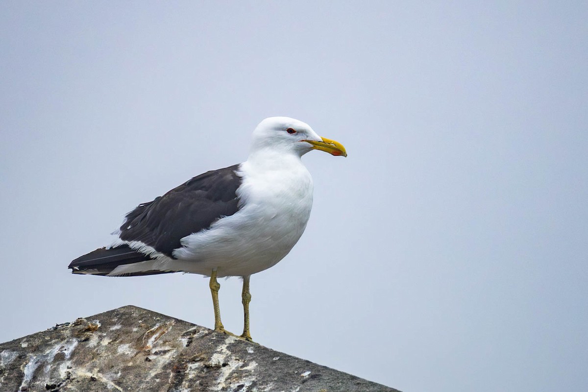 ミナミオオセグロカモメ - ML654623866