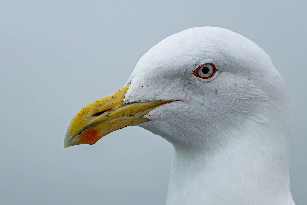 ミナミオオセグロカモメ - ML654623867