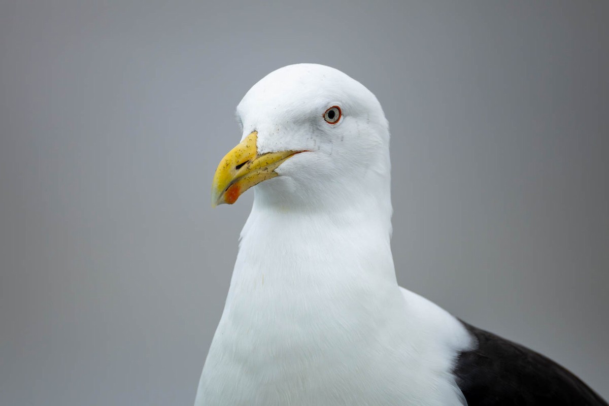 ミナミオオセグロカモメ - ML654623868