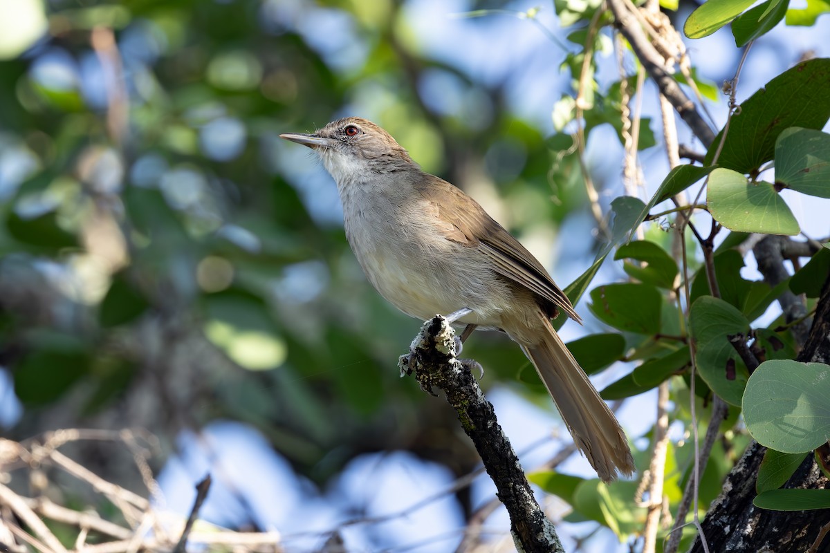 Terrestrial Brownbul - ML654623995