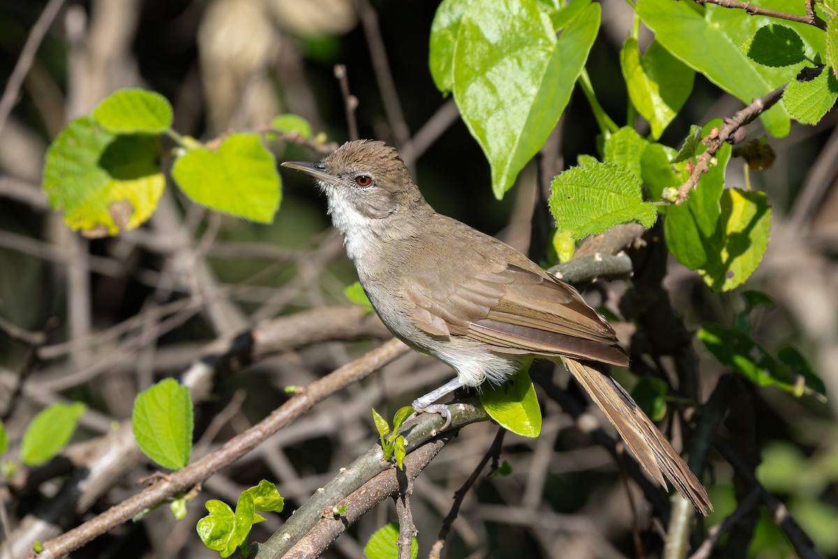 Terrestrial Brownbul - ML654623996