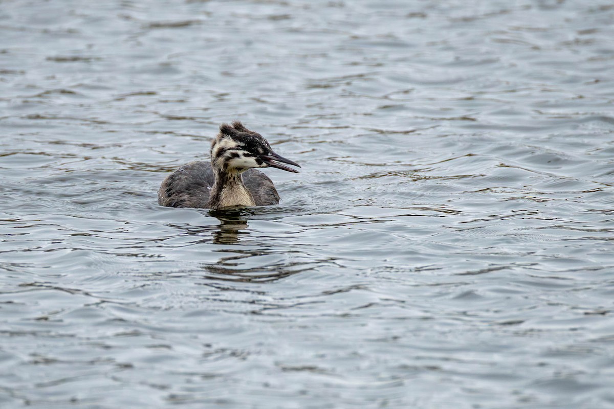 Great Crested Grebe - ML654624735