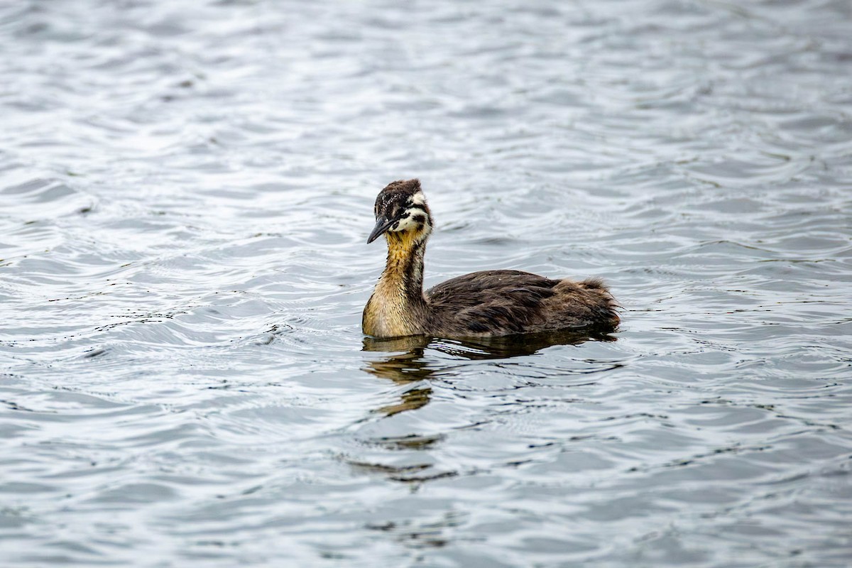 Great Crested Grebe - ML654624736