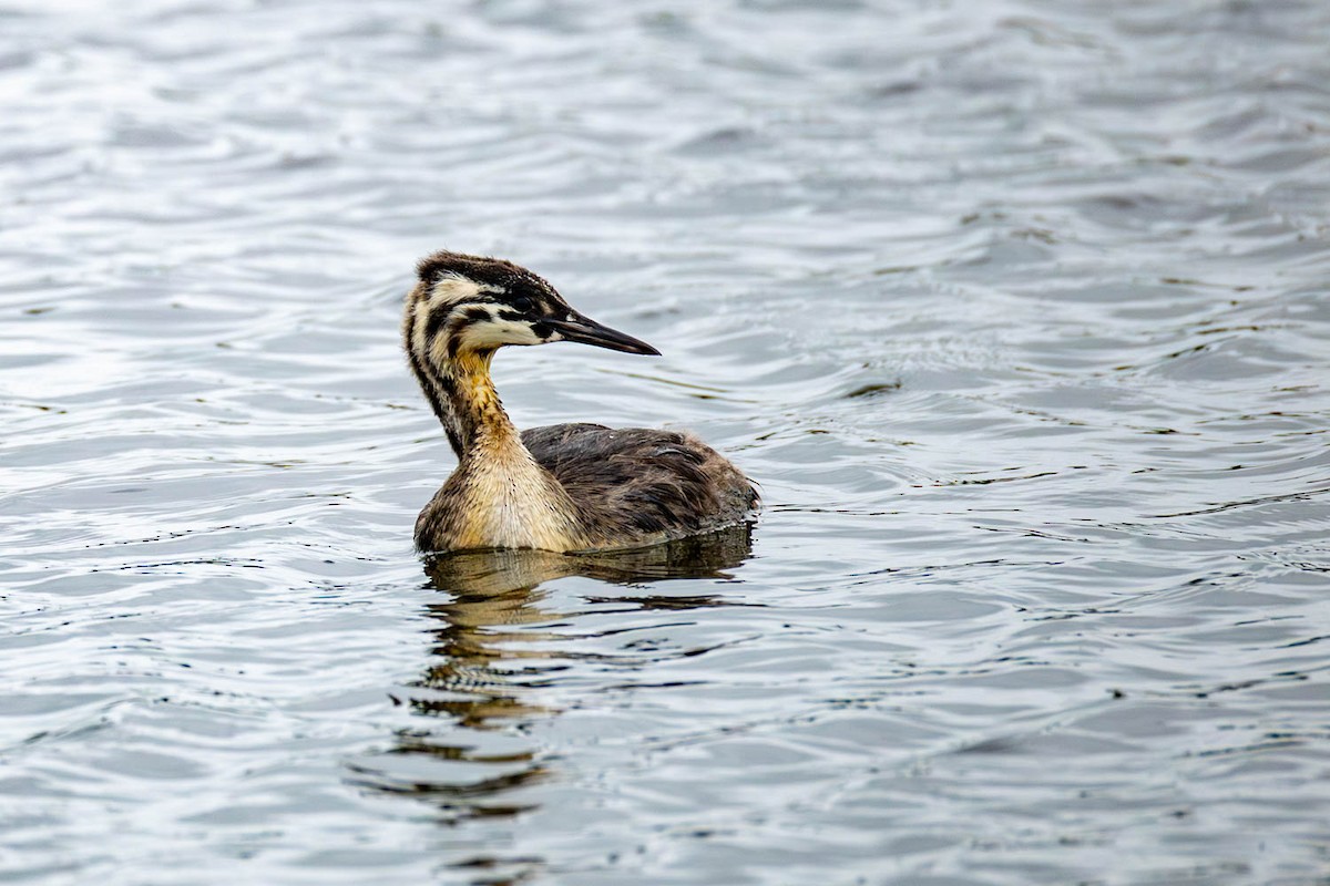 Great Crested Grebe - ML654624737