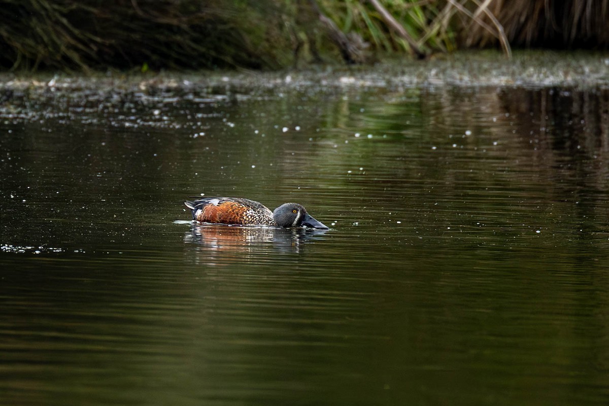 Australasian Shoveler - ML654624744