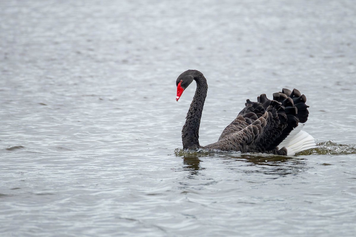 Black Swan - ML654624745