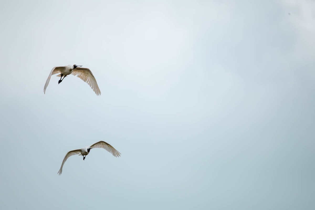 Royal Spoonbill - ML654624750