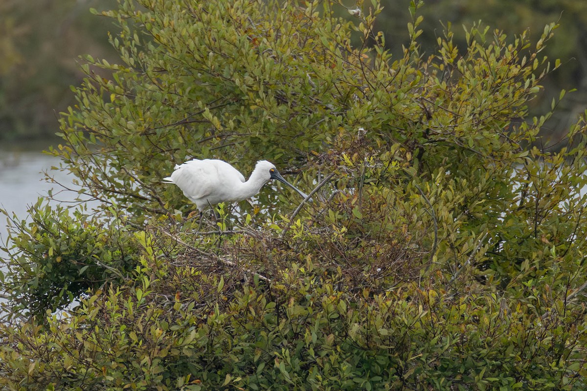 Royal Spoonbill - ML654624751