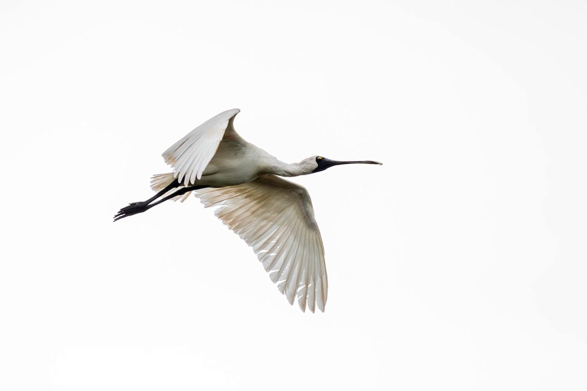 Royal Spoonbill - ML654624752