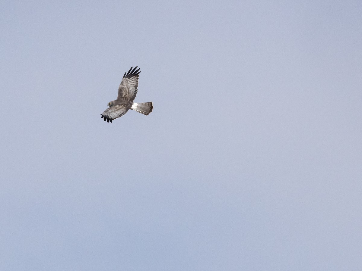 Mirotz zuri iparramerikarra - ML654624815