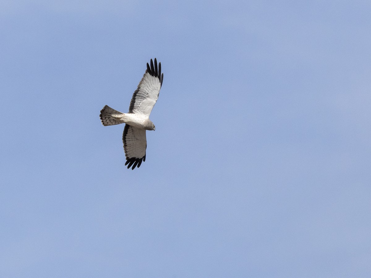 Mirotz zuri iparramerikarra - ML654624817