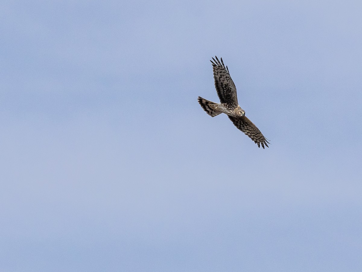 Mirotz zuri iparramerikarra - ML654624827