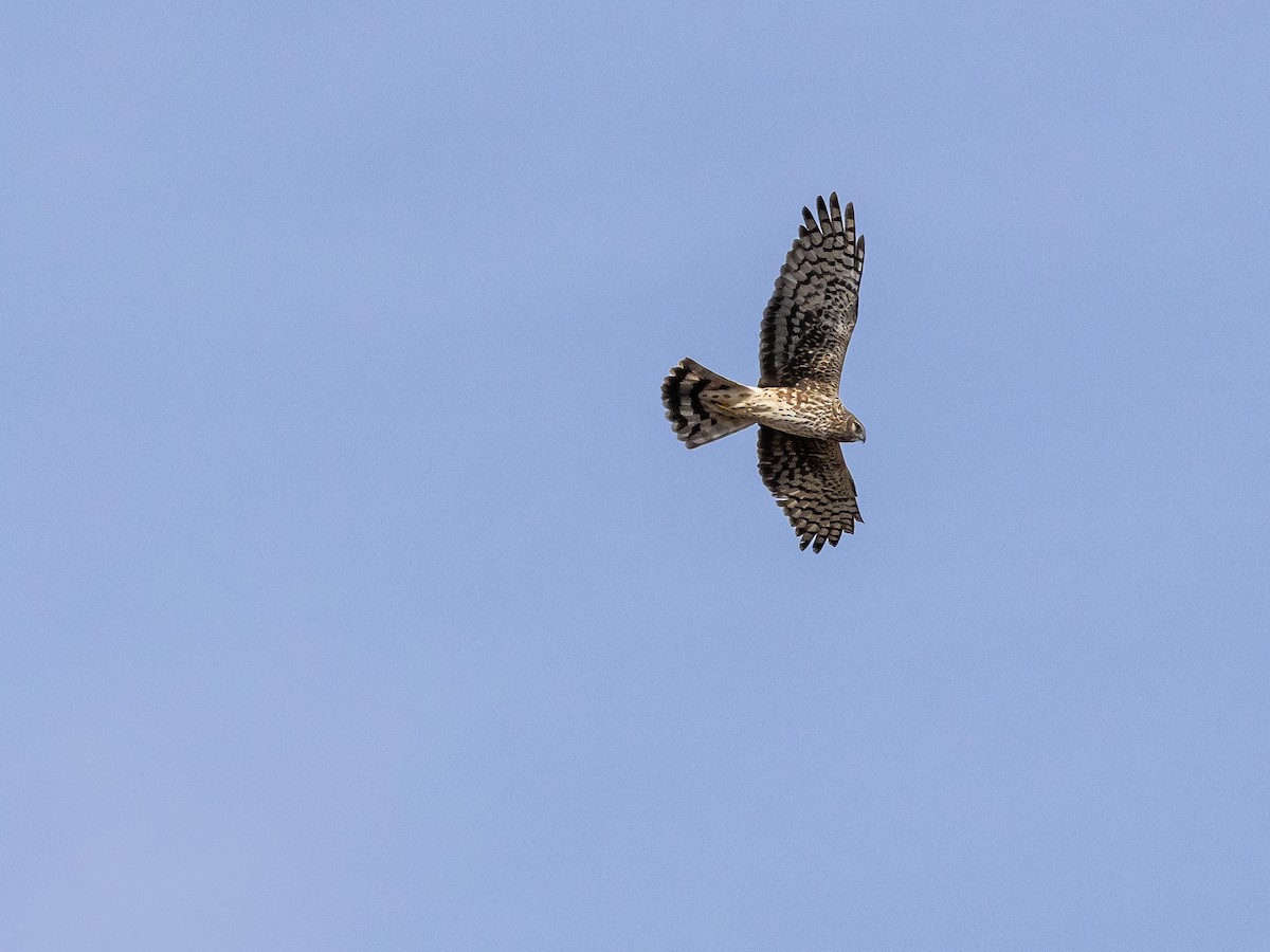 Mirotz zuri iparramerikarra - ML654624828