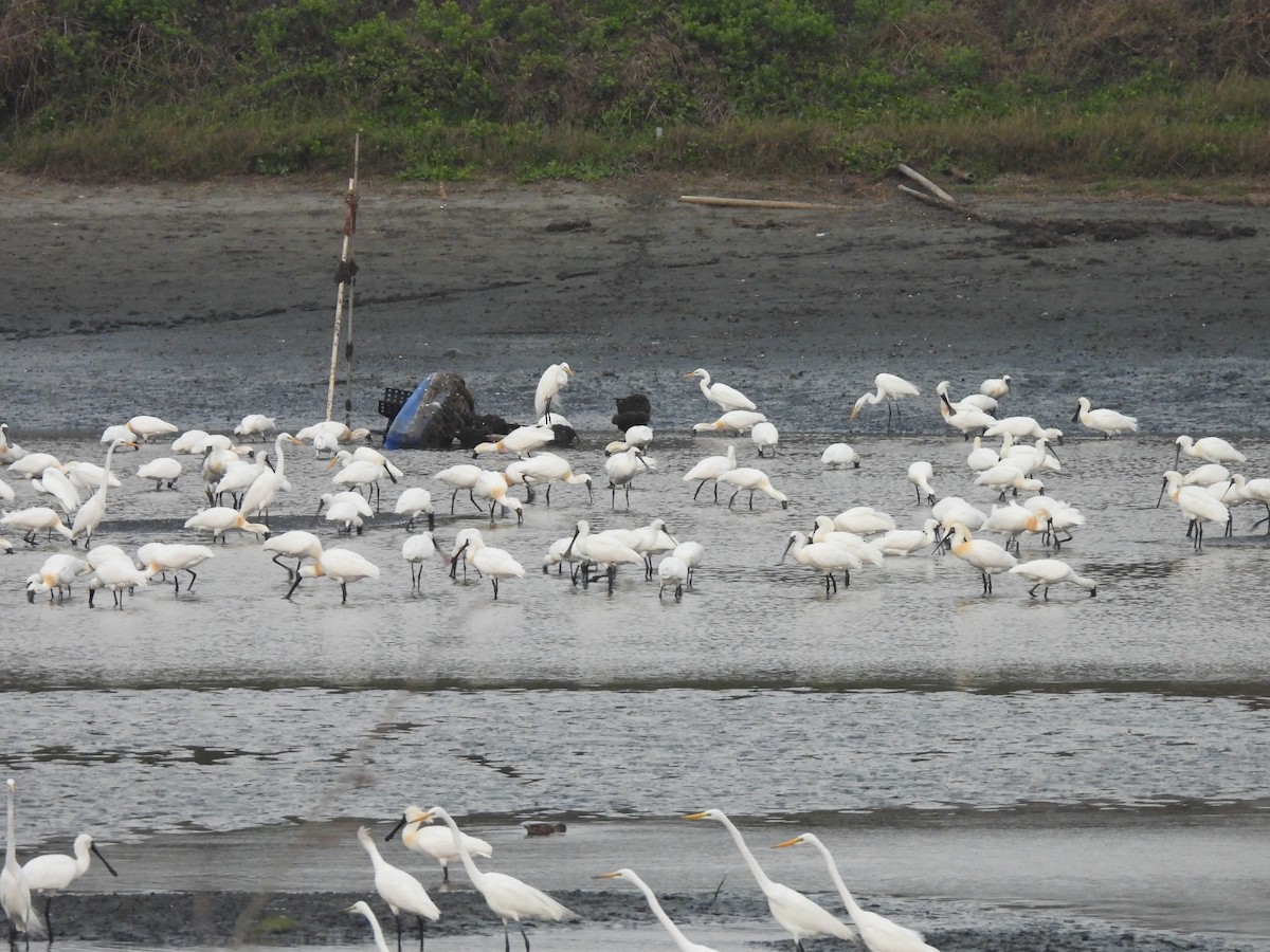 クロツラヘラサギ - ML654624995