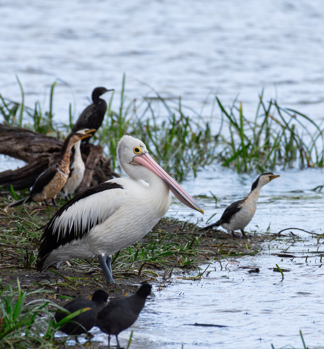 コシグロペリカン - ML654625001