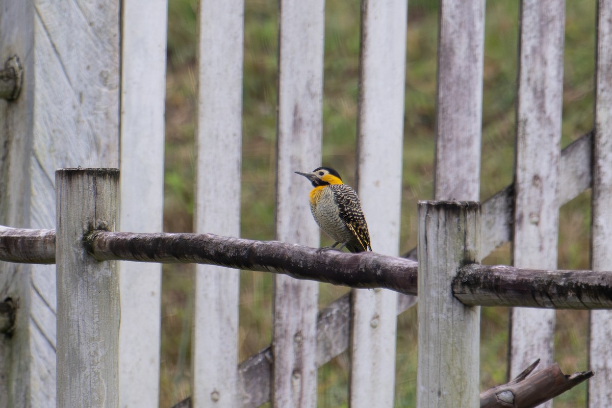 アリツカゲラ（campestris） - ML654625002