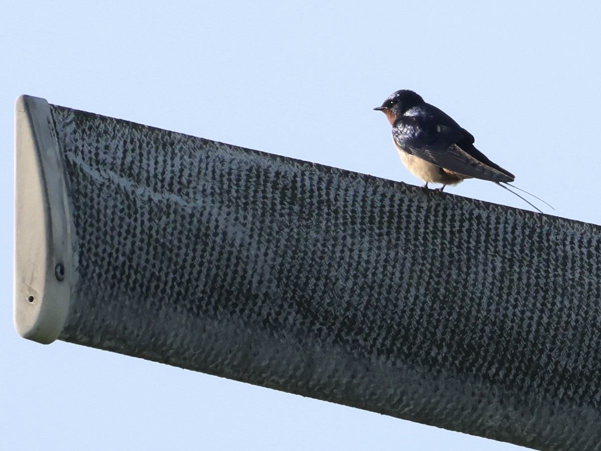 ツバメ - ML654625004