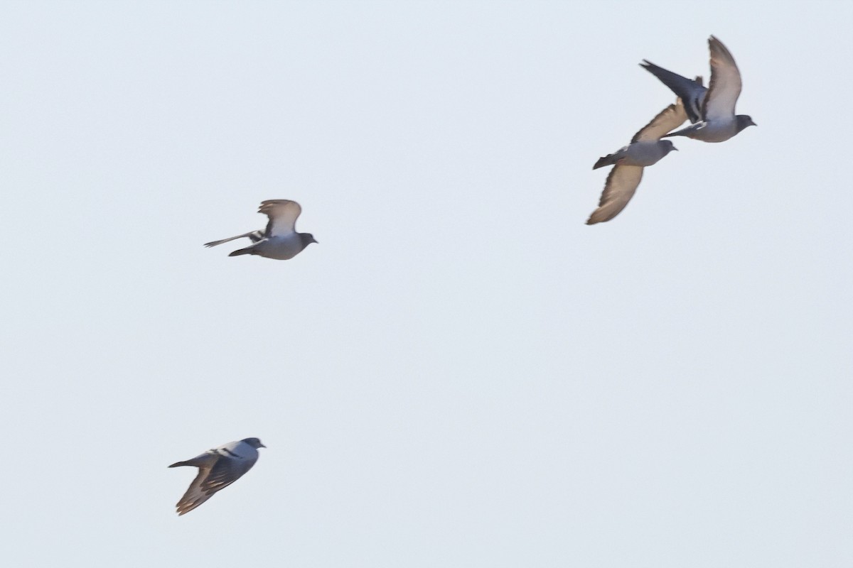 カワラバト（原生型） - ML654625008