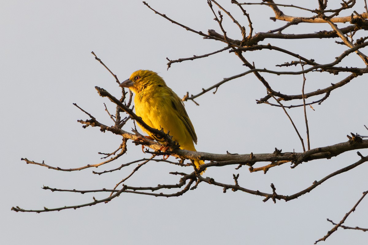 コガネハタオリ - ML654625009