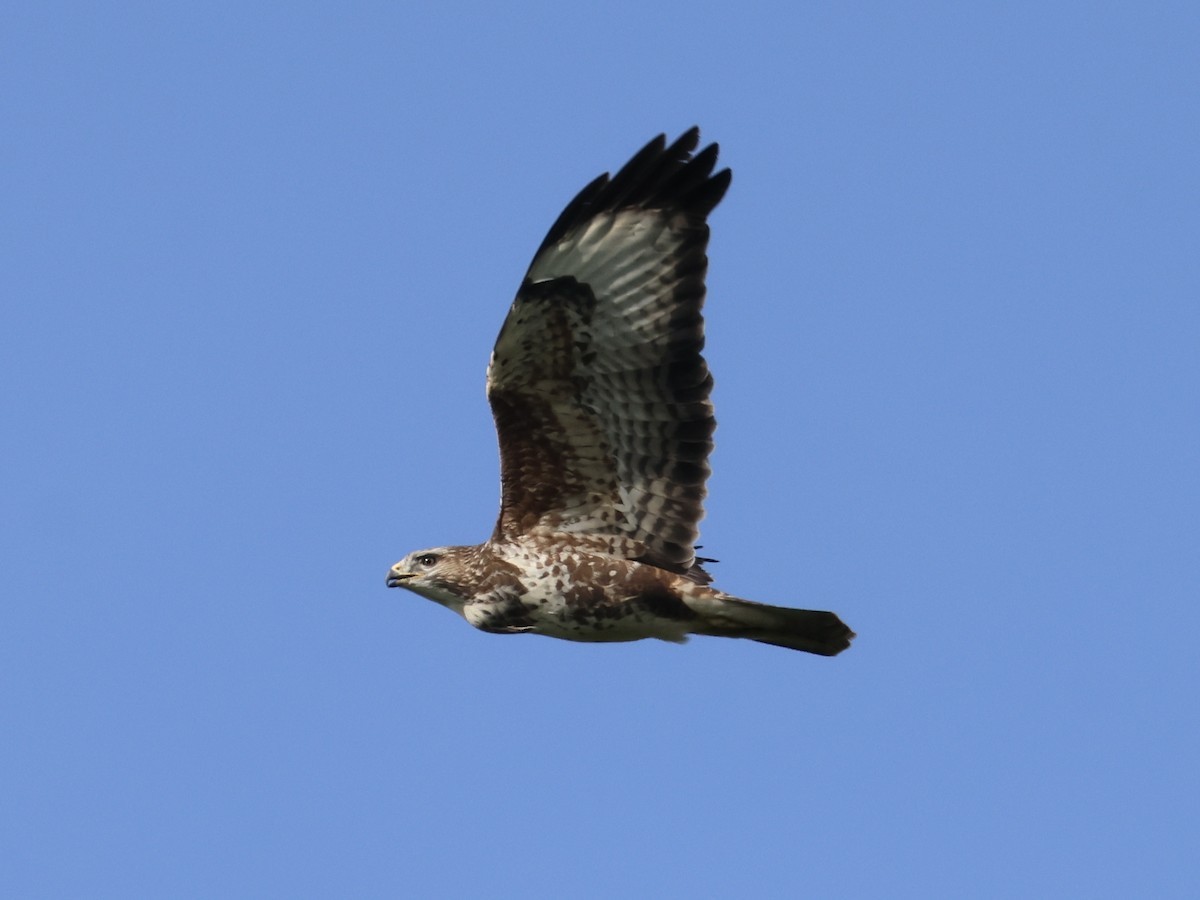 ヨーロッパノスリ - ML654625010