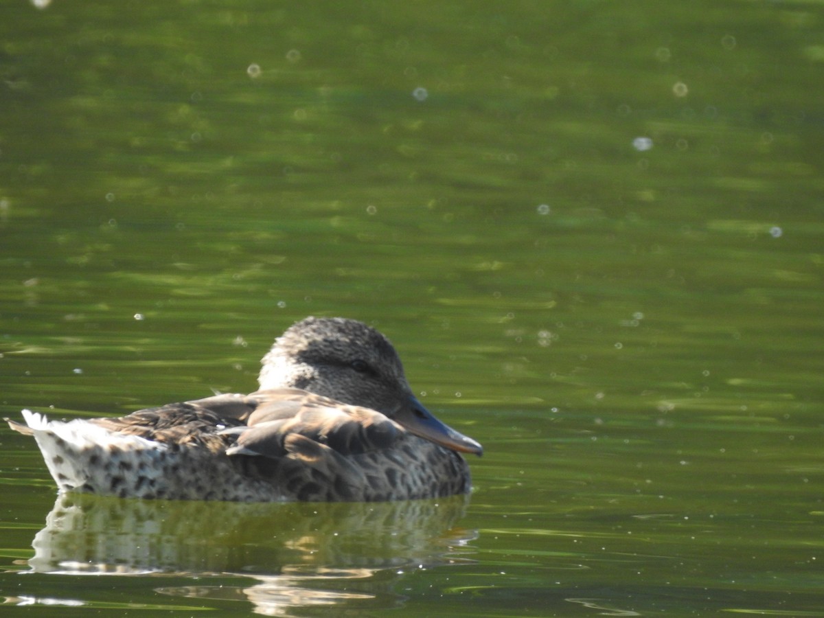 オカヨシガモ - ML654625011