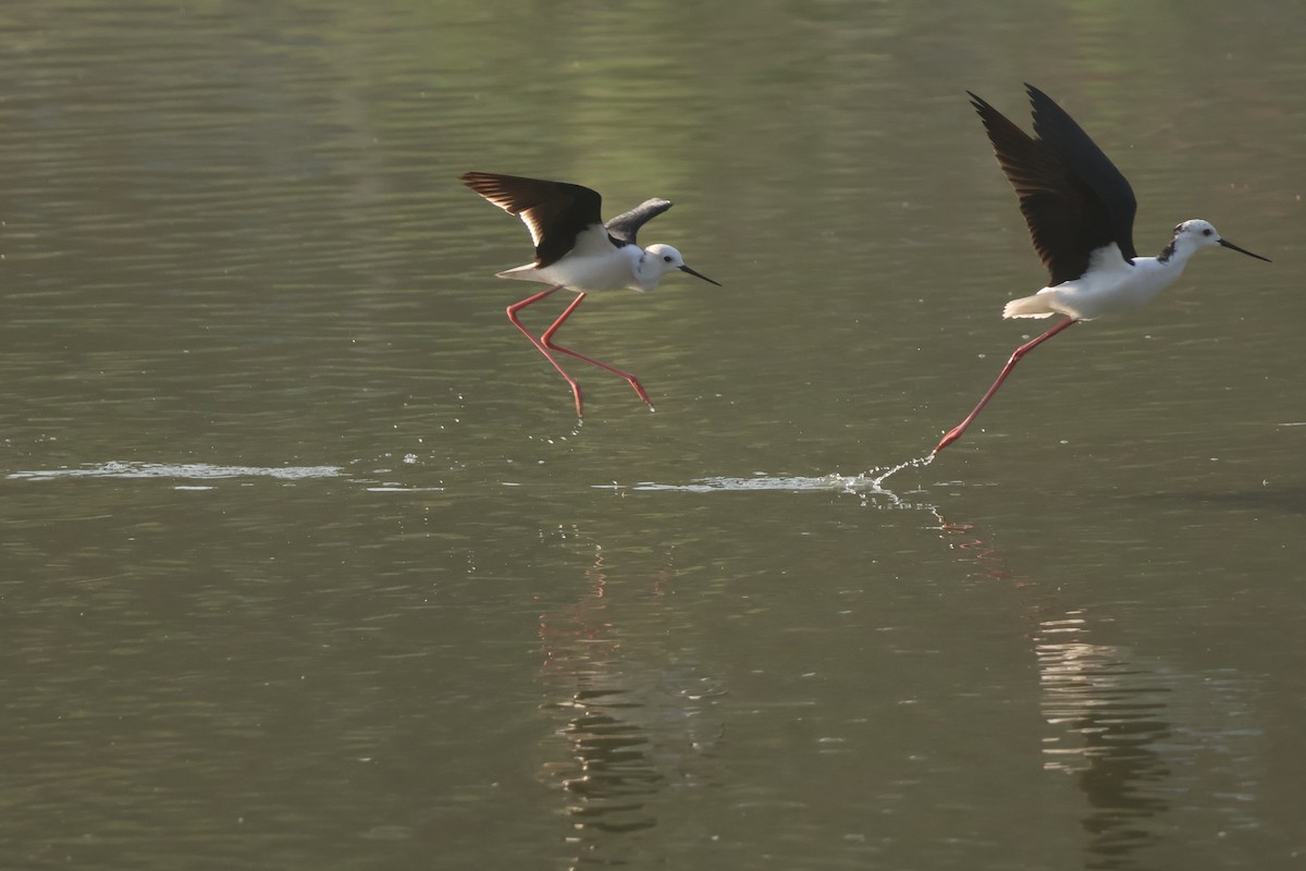 セイタカシギ - ML654625012