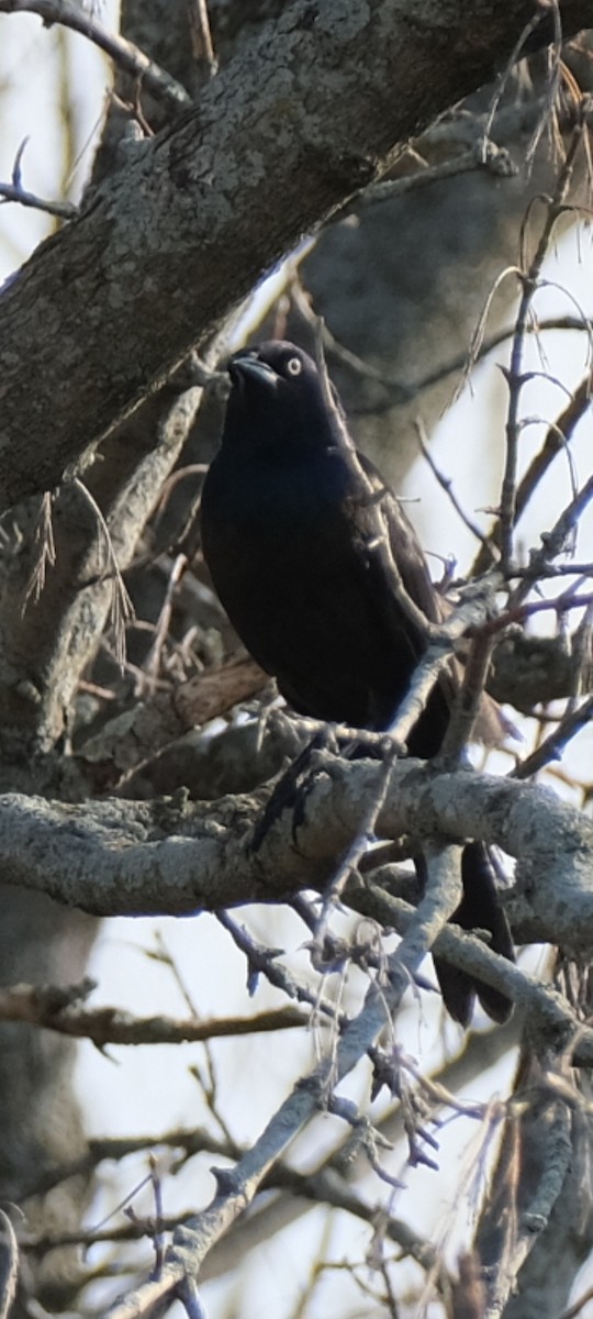 オオクロムクドリモドキ - ML654625013