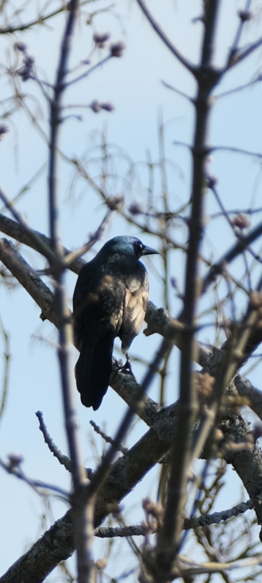 オオクロムクドリモドキ - ML654625014