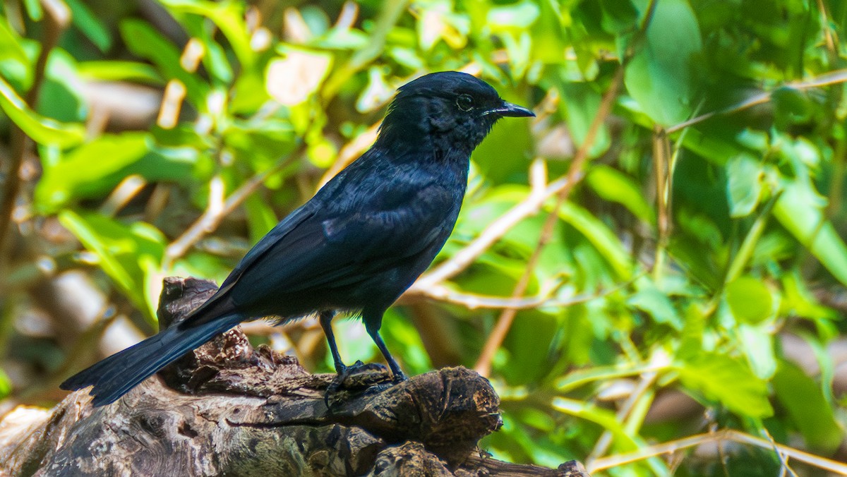 クロオウチュウ - ML654625015